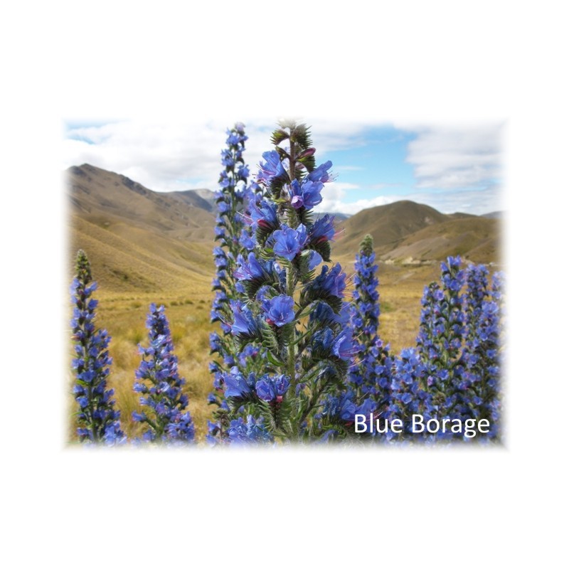 Blue Borage Honig 500 g